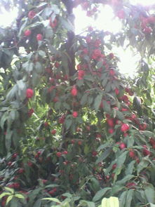 植物 果树 是什么 品种 蟠桃 
