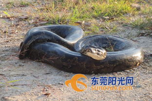 东莞4米蟒蛇闯果园每天偷吃番鸭被抓 