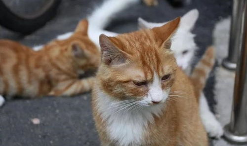 弃养率最高的6种猫,为什么偏偏是它们呢