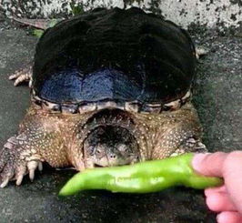 乌龟吃什么东西.