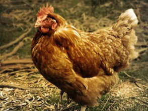 要办一个养鸡场需要多少钱 产生的废弃物要怎么处理