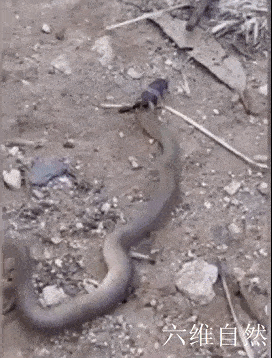 澳拍摄到一只大蚂蚁大战毒蛇,蚂蚁紧紧咬住毒蛇的头部,让小棕蛇落入下风