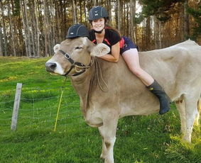 大写的服 新西兰20岁女汉子把奶牛当马骑,骑牛可跳1米的障碍物 