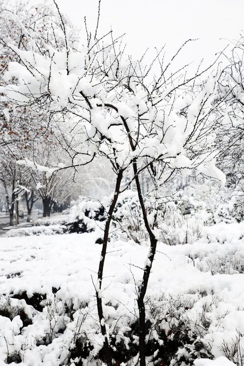 关于虞城落雪的诗句