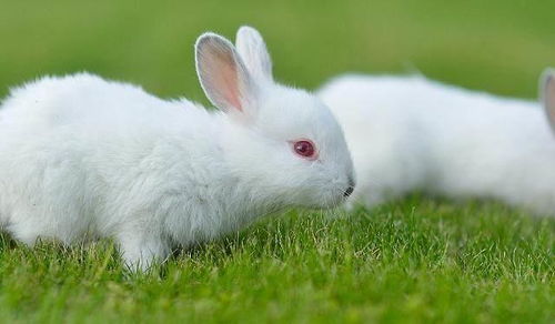 兔子是养不熟的 白眼狼 吗