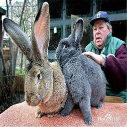养小兔子需要注意哪些的问题 