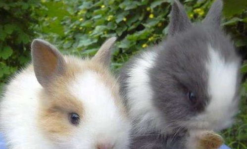 波兰兔是体型较小的宠物兔,占据的空间不多,那它们的饲养环境有什么要求呢