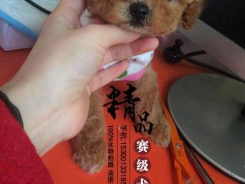 图 哪里出售纯种小体泰迪幼犬 北京宠物狗 