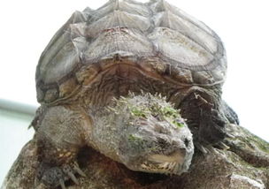 南美拟鳄龟有头刺吗？