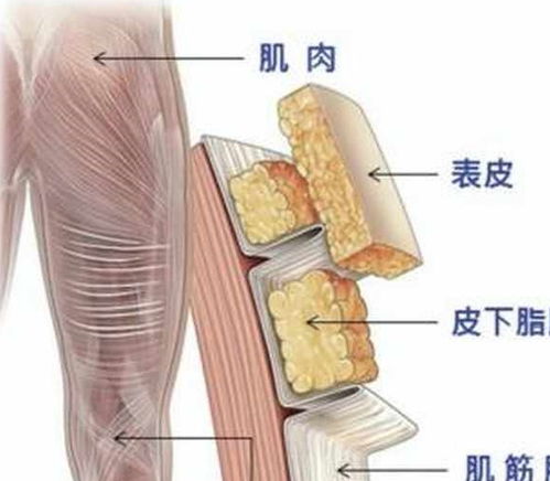 跳完绳用筋膜枪会防肌肉变粗吗