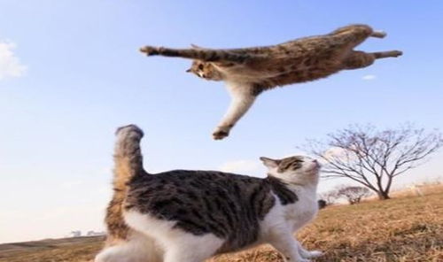 弹跳力卓越的猫咪能跳多高 人类跳高纪录保持者,仅比家猫高一点