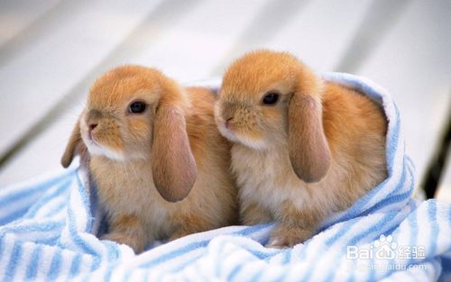 兔子能不能听懂人的语言,可以训练吗 