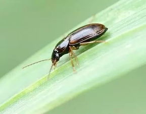 马达加斯加蟑螂,马达加斯加蟑螂是害虫么