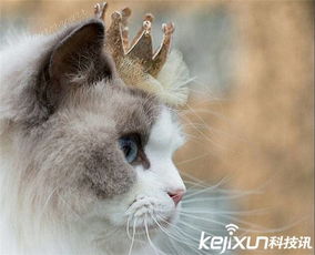 世界上最美的布偶猫 每年为主人挣数千万 