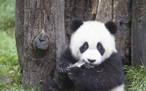 熊猫咬伤人后,为什么自己不吃不喝 背后原因让人心疼