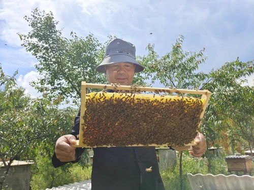 智慧养蜂助蜂农酿造 甜蜜事业