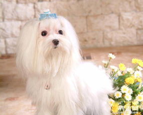 马尔济斯犬 最漂亮的小型犬 高品质好血统 马尔济斯价格