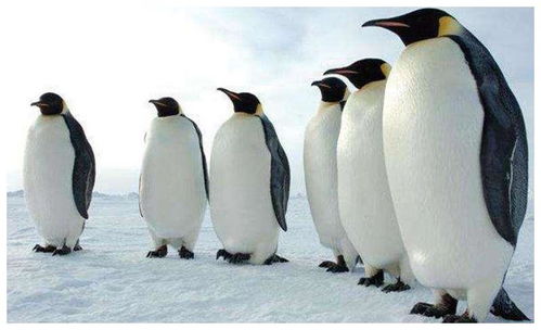 企鹅不能随便抓,那各国动物园的企鹅都是哪儿来的