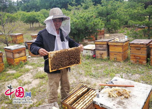 世界蜜蜂日的呼唤 养蜂业后继乏人 亟待政策扶持