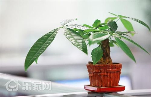 这6种旺财运的绿植被抢疯了,家里摆放就选它