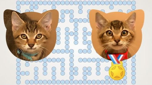 公猫和母猫比赛 在水瓶迷宫里,哪只猫更聪明 