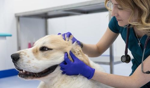 您是否准备好对狗的脊柱外科手术进行护理