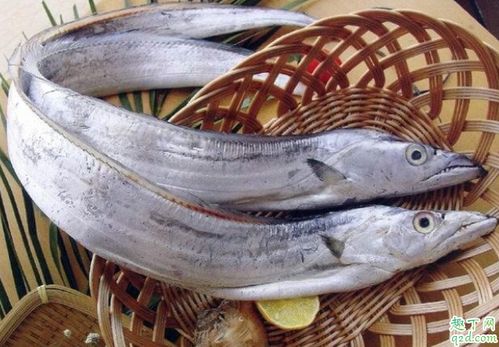 现在的带鱼都是人工养殖的吗 舟山养殖带鱼是真的吗