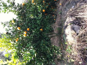 下雨天摘橙子对树有没有影响 