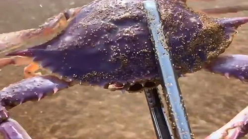 螃蟹卧在沙子底下,抓出来后是紫色的,难道螃蟹变异了吗 