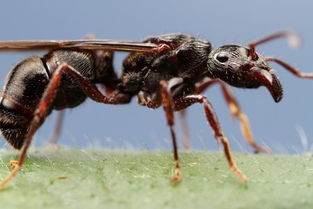 为什么有些蚂蚁会长翅膀,是怎么长的 是永远的吗 