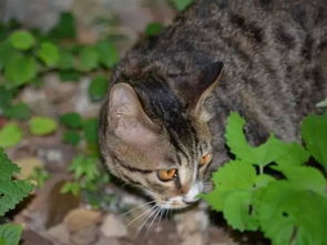 被猫咬会死 日本妇女为救野猫感染SFTS病毒死亡 