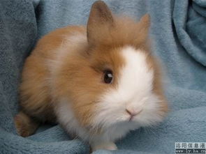 养兔新手:哪种宠物兔最可爱？