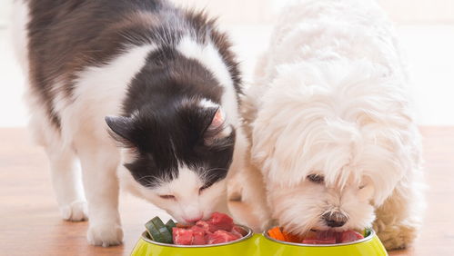 主人这5个喂食习惯,对狗狗健康负面影响太大了