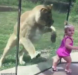 妈呀 一头狮子飞扑过来 小女孩隔着玻璃墙被吓哭
