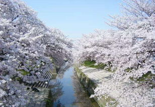 好消息 日本5年签证条件放宽 樱花红叶扫货随便去 