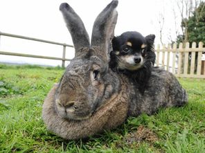 世界最大兔子颠覆网友审美 每年吃掉4000根胡萝 