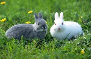养肉兔的饲料 家养兔子用什么饲料