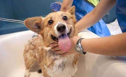 如何正确给狗狗洗澡,方法都在这里