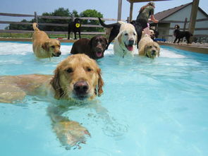 密歇根现专门给狗狗玩的游泳池,汪们好幸福 