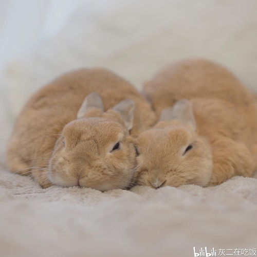 兔子睡觉闭眼睛吗,兔子睡觉吗睡多久