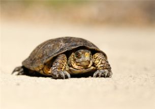 观赏龟的种类有哪些 观赏龟吃什么 家庭可以养殖吗