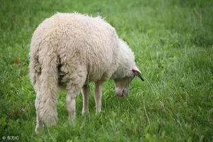生肖羊,生于这三个年份的羊人,福气不断,福星照顾 