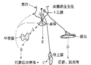 人体分泌的四大快乐激素(分泌什么激素使人快乐)