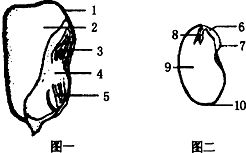 如图是 观察种子的结构 实验示意图.请据图回答问题 1 在图一所示的玉米种子的剖面上滴一滴碘液.变成蓝色的部分是 胚乳.说明该结构的主要成分是淀粉. 2 图二示菜豆种子的结构 