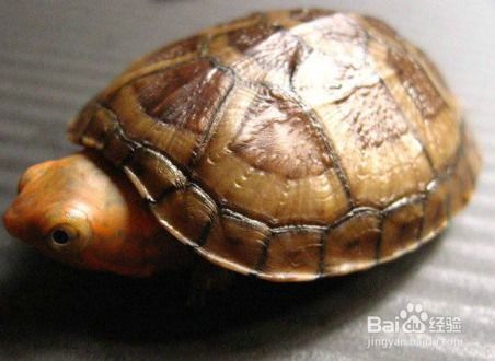红面蛋龟怎么养才发红？