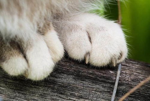 猫咪指甲是抓老鼠的利器,给家养猫剪指甲会不会导致它们无法生存