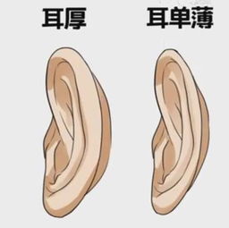 耳朵代表你的运气 看看你有无招财耳 