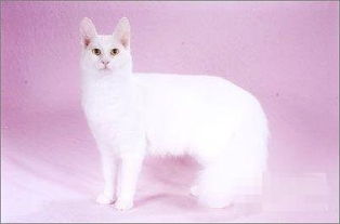 天蝎座最适合的宠物猫 土耳其安哥拉猫
