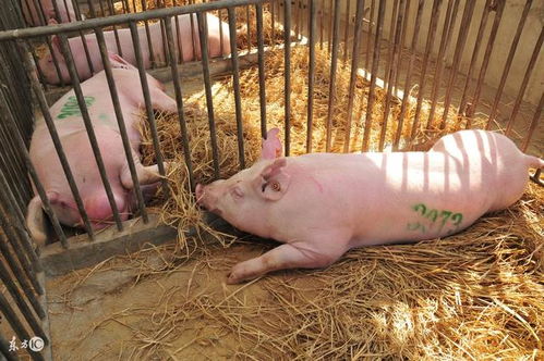 养猪 为什么要从国外引进种猪 祖代 商品代 是何意思 