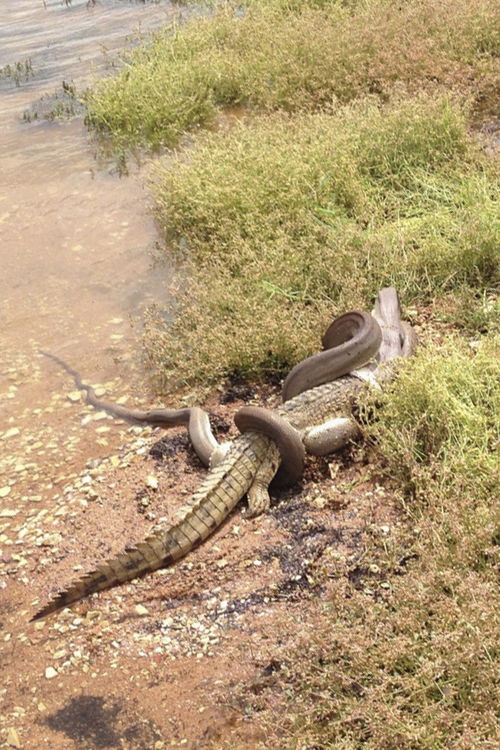 澳大利亚上演 蛇鳄大战 3米巨蟒生吞鳄鱼 